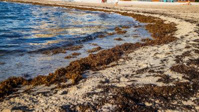 A 8,047 km-Wide Blob of Stinky Seaweed Is Headed Straight for Florida