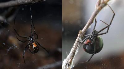 Black Widow Spiders Are Getting Slaughtered by Aggressive Brown Widows