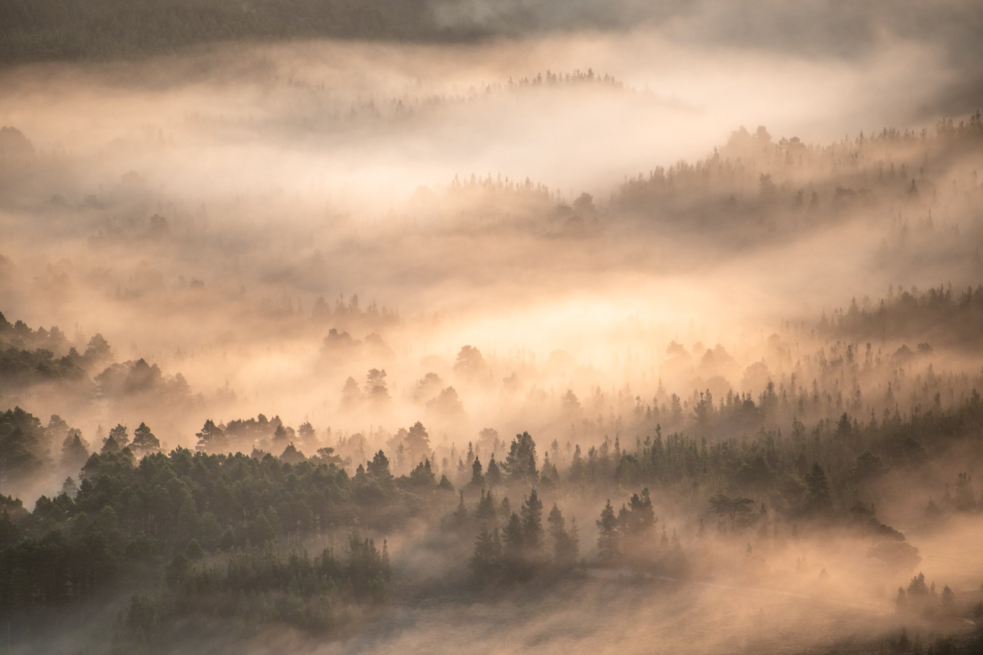 Abernethy Forest in Cairngorm National Park, Scotland. (Photo: Graham Niven)