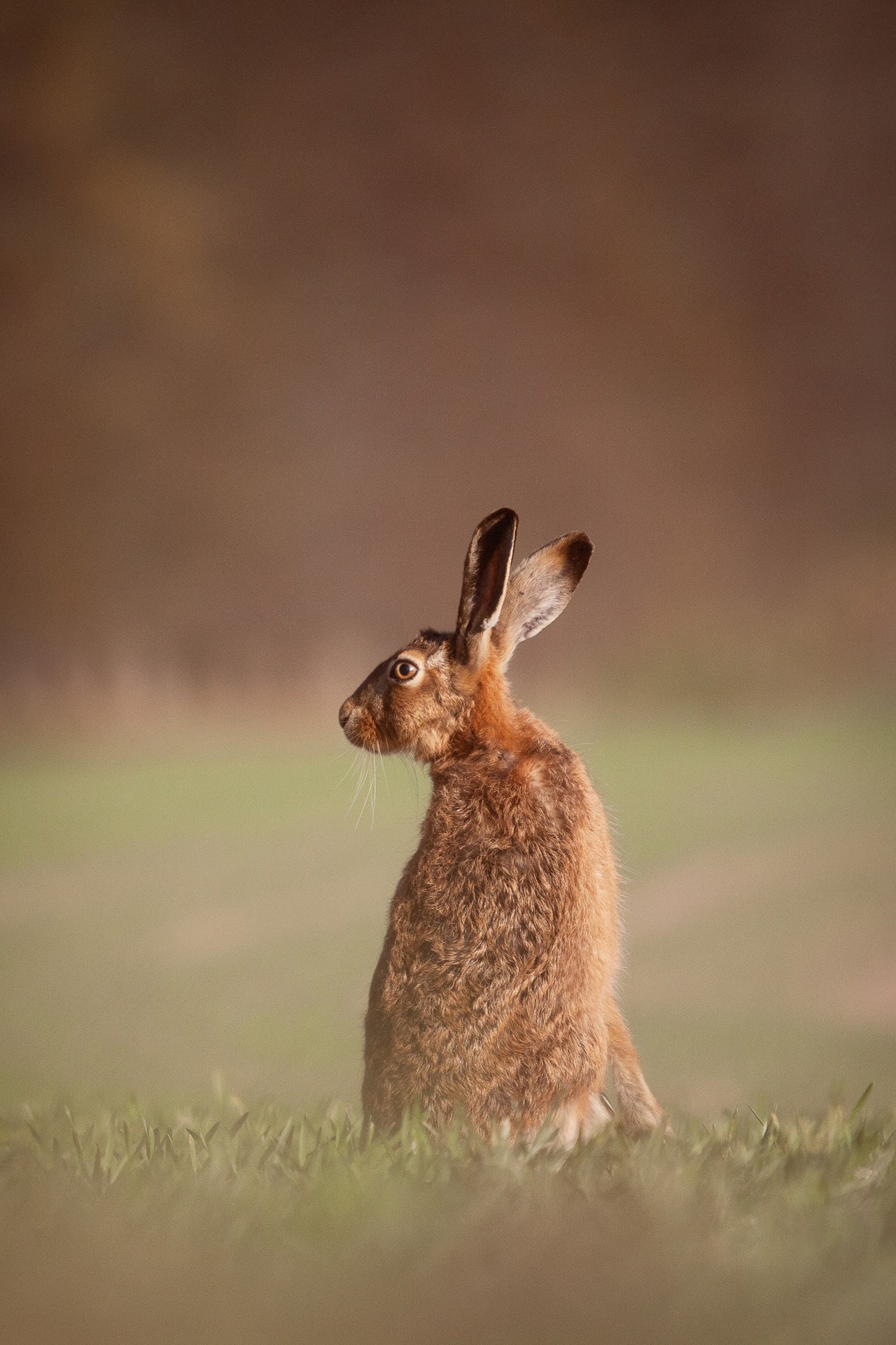 A brown hare in Winchester. (Photo: Felix Walker-Nix)