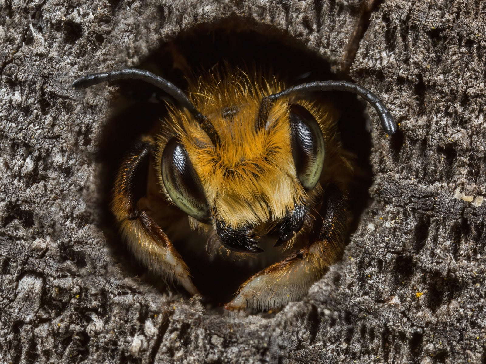 A bee peering out of a hole in some wood in Staffordshire, England. (Photo: Ed Phillips)