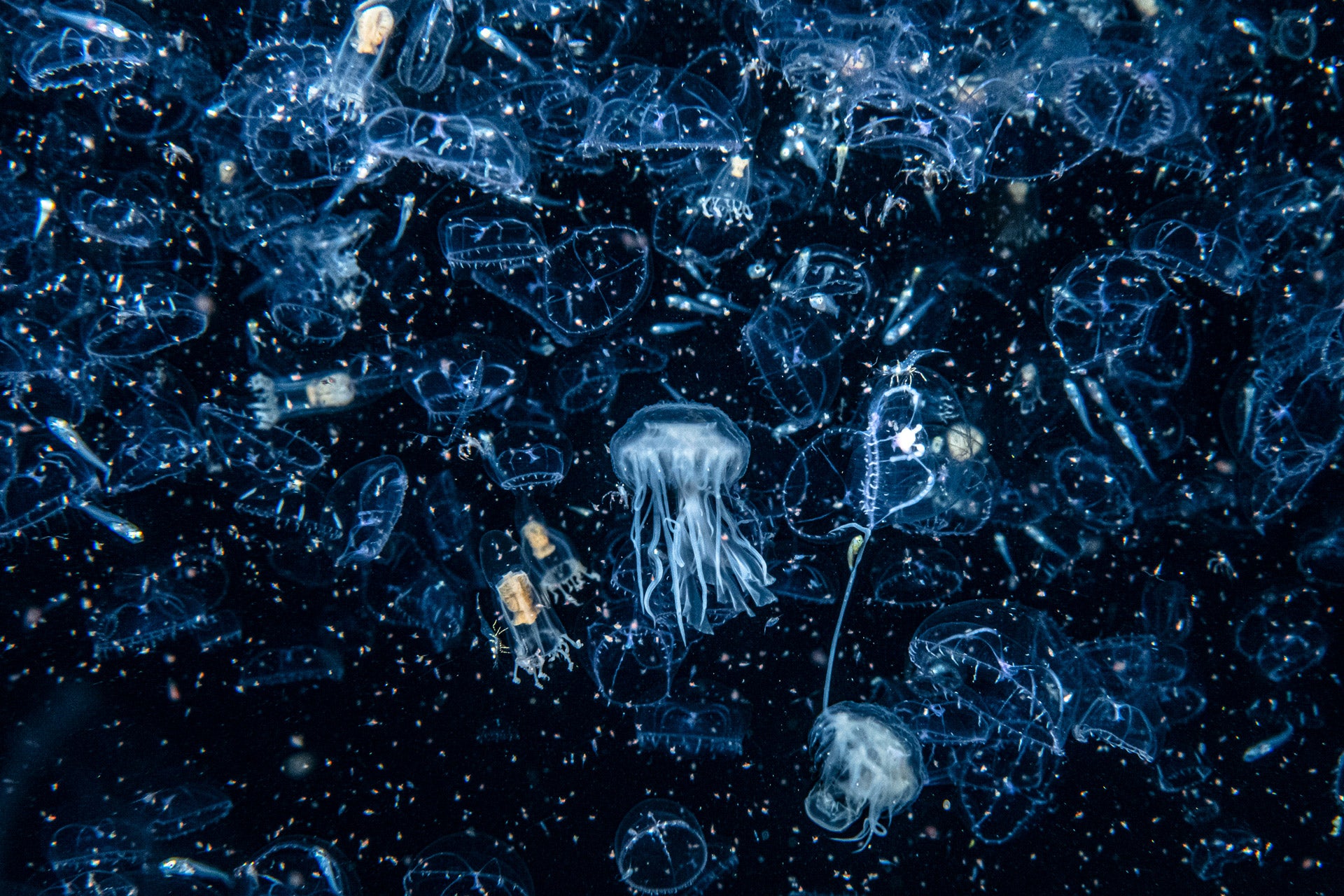 Zooplankton and jellyfish off the coast of Scotland. (Photo: Henley Spiers)