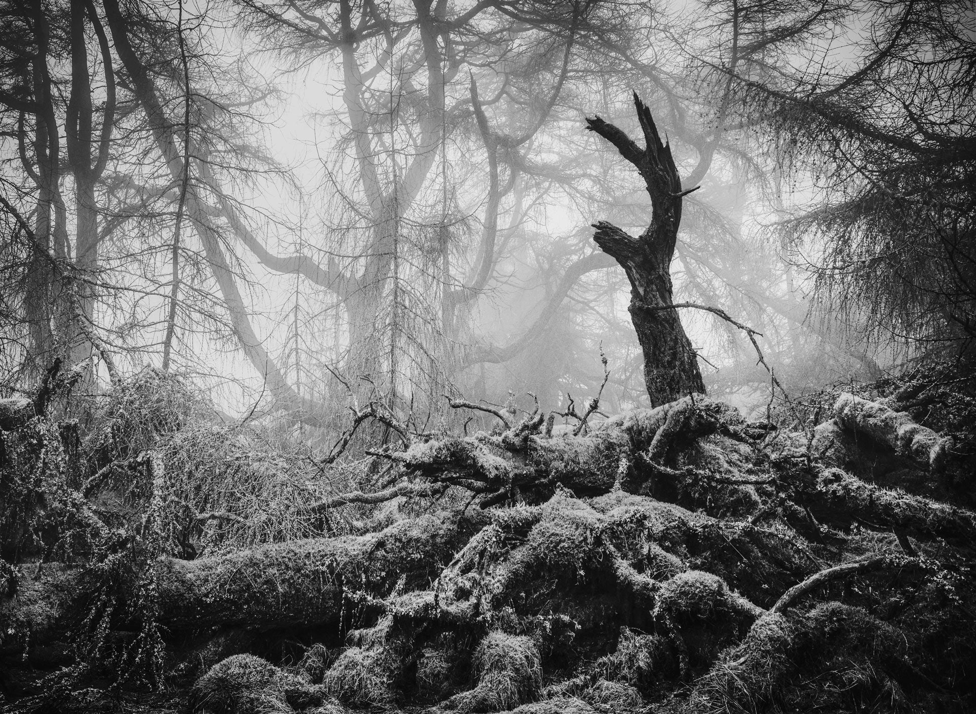 Gnarled branches in England's Lake District. (Photo: Matthew Turner)