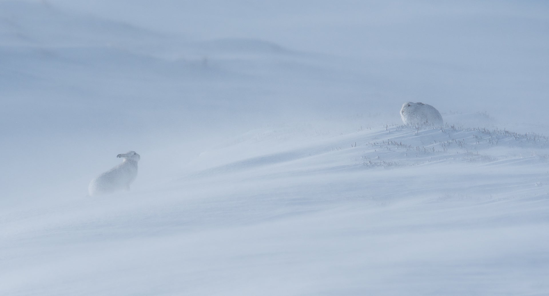 Two hares in the frigid landscape of Cairngorms, Scotland. (Photo: Peter Bartholomew)