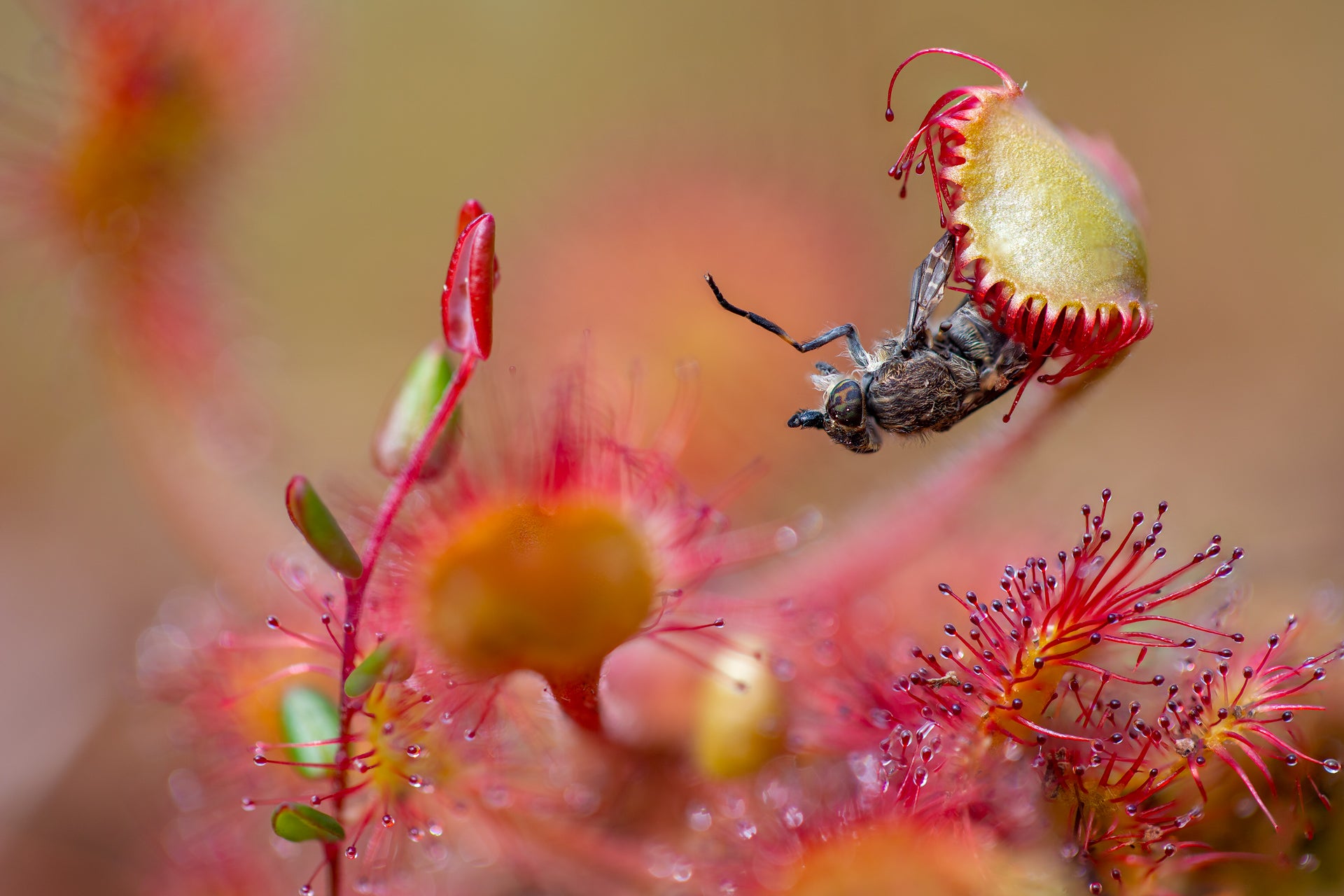 A sundew clings onto a horsefly. (Photo: Matt Doogue)
