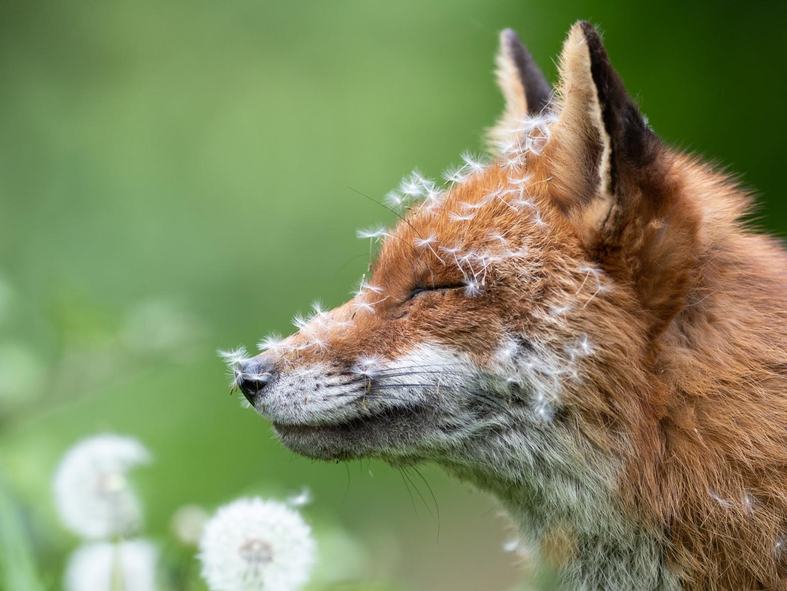 A female fox covered in dandelion pappi. (Photo: Lewis Newman)