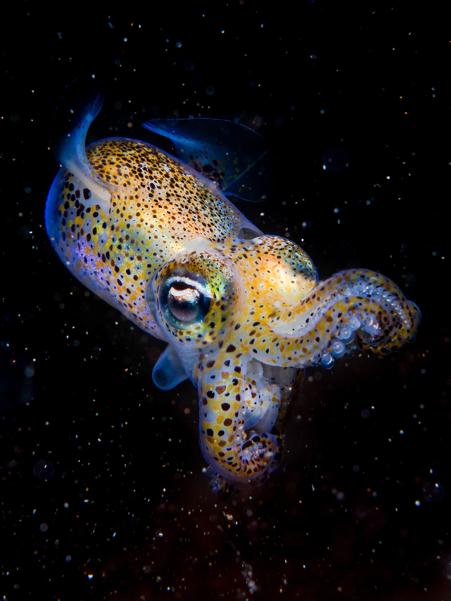 A bobtail squid at night. (Photo: Kirsty Andrews)