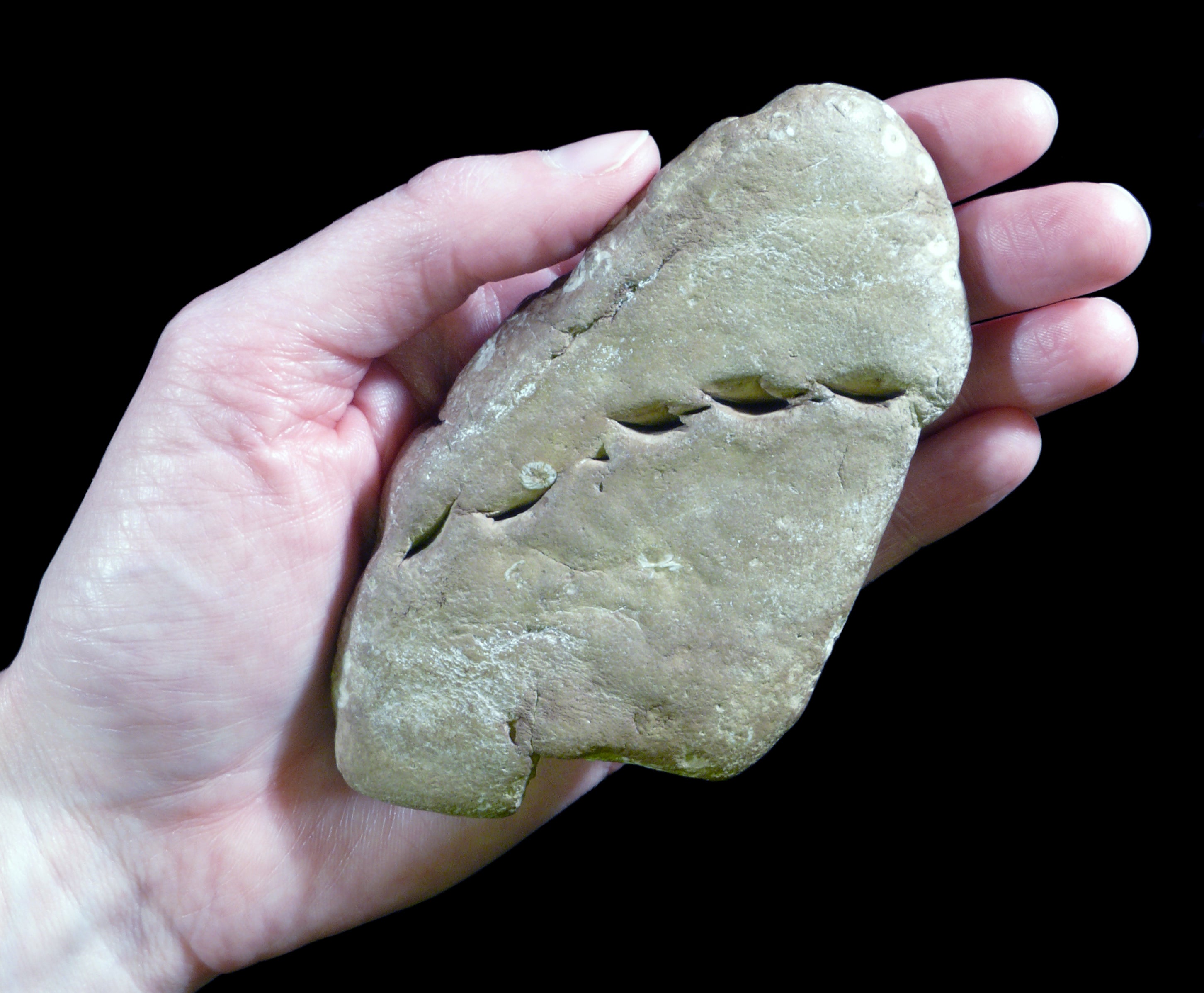 A coprolite with bite marks (Photo: S. Godfrey, Courtesy of the Calvert Marine Museum)