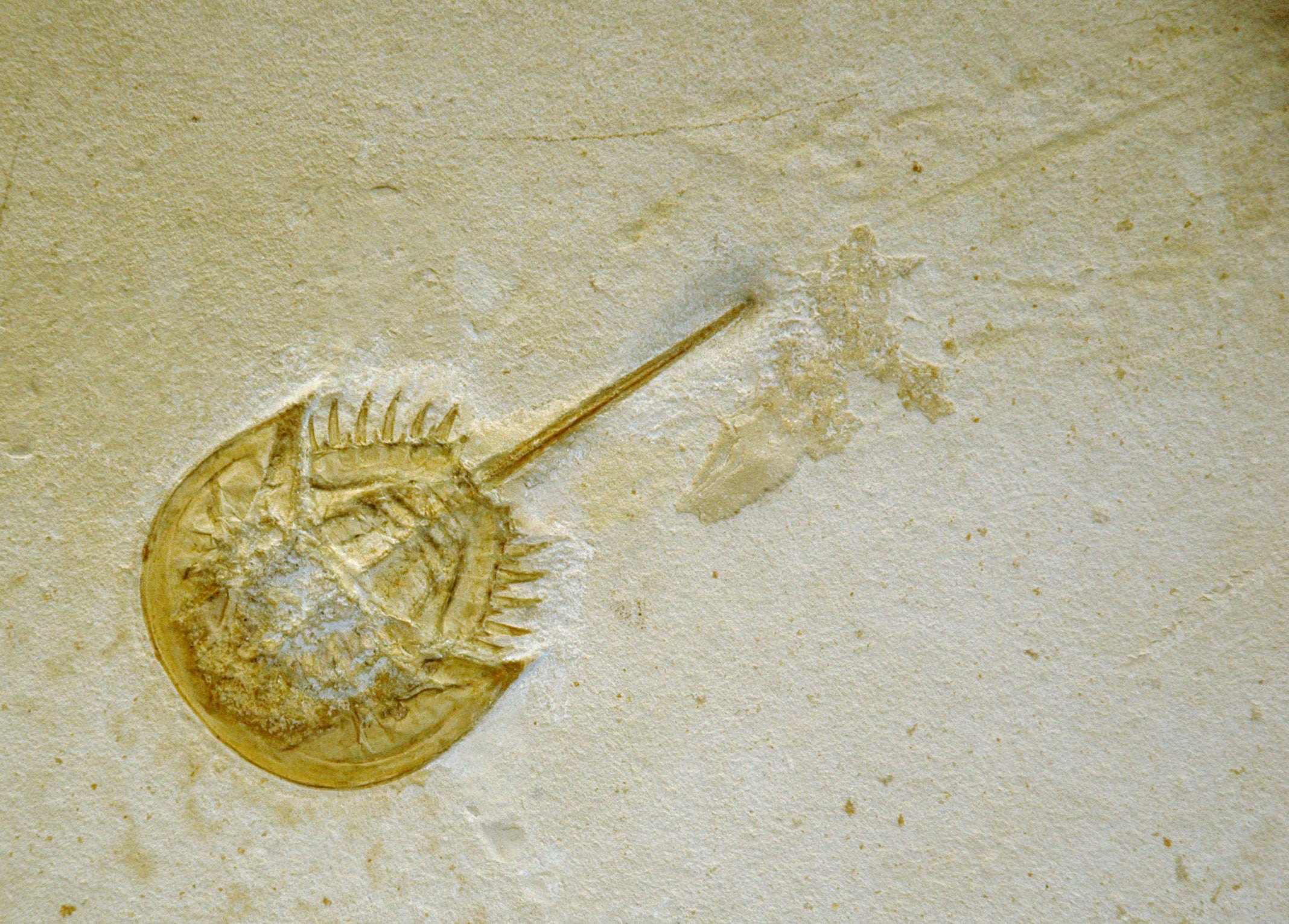 The horseshoe crab fossil (Image: Courtesy of Dean Lomax and the Wyoming Dinosaur Centre. Reproduced with permission from ‘Locked in Time’.)