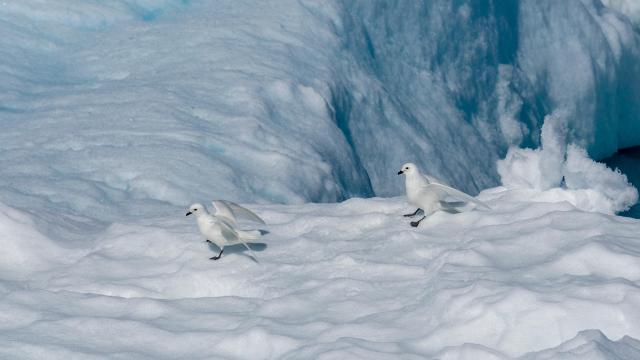 Hundreds of Thousands of Birds Simply Didn’t Breed After a Stormy Summer in Antarctica