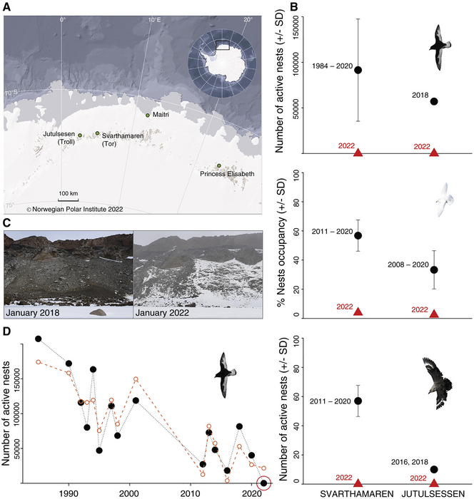 Seabird reproduction in Dronning Maud Land Antarctica. (Image: Current Biology/Descamps et al, Fair Use)