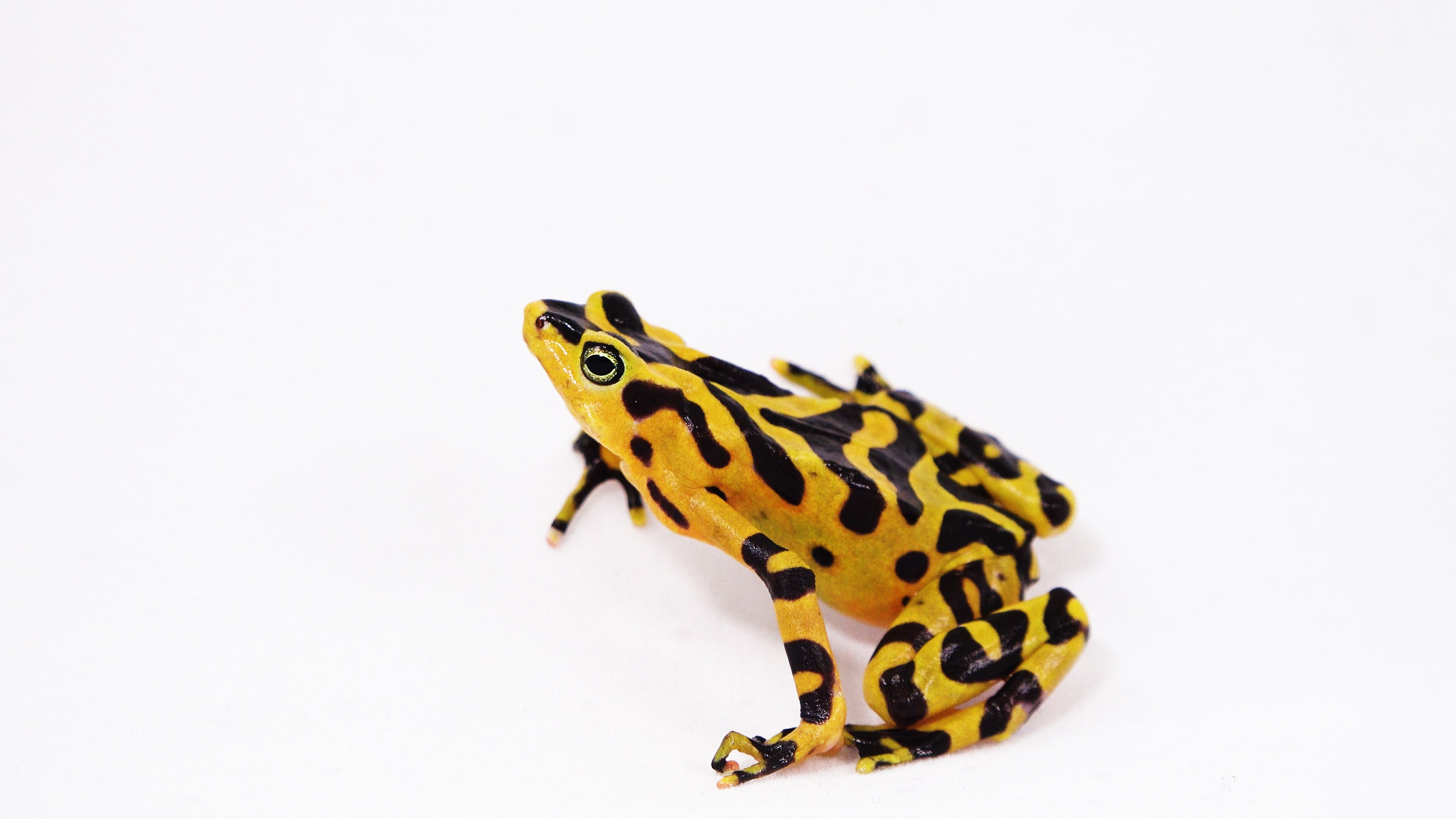 A Panamanian golden frog. (Photo: Smithsonian Institute)