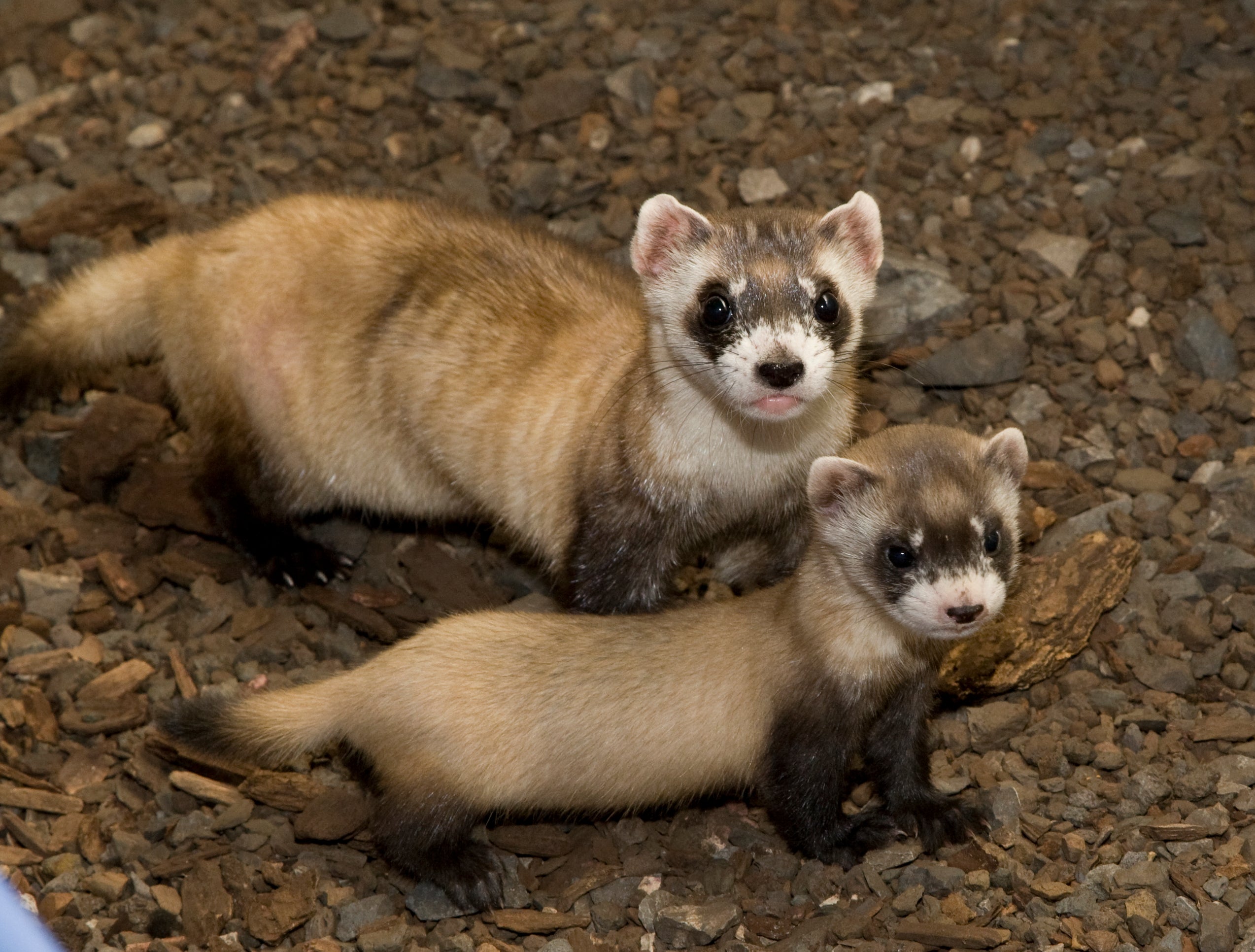 An adult and a juvenile black-footed ferret. (Photo: Smithsonian Institution)
