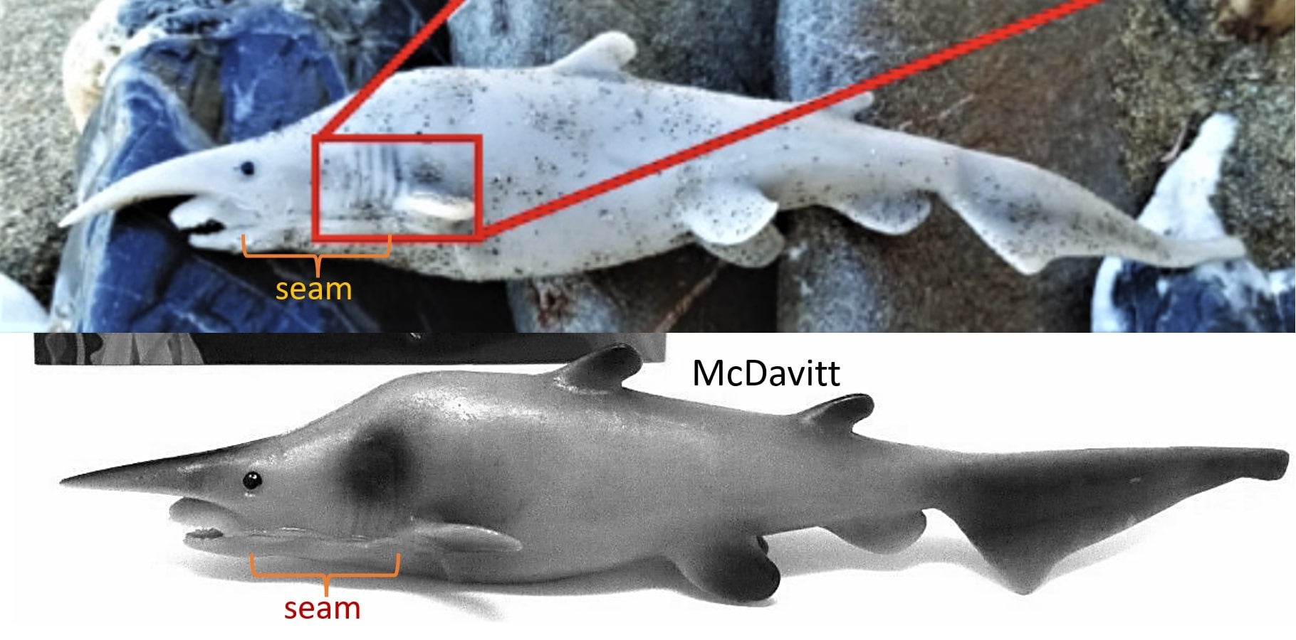 The top photo is the alleged specimen found on a beach. The bottom photo is the toy shark that many believe fooled the scientists. Highlighted is what Matthew McDavitt believes is the plastic mould seam, visible on the purported real animal.  (Image: Matthew McDavitt)