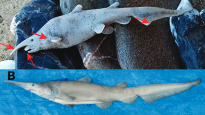 Sharkgate: Scientists Claim ‘Rare Shark’ in Photo Is Actually Just a Plastic Toy