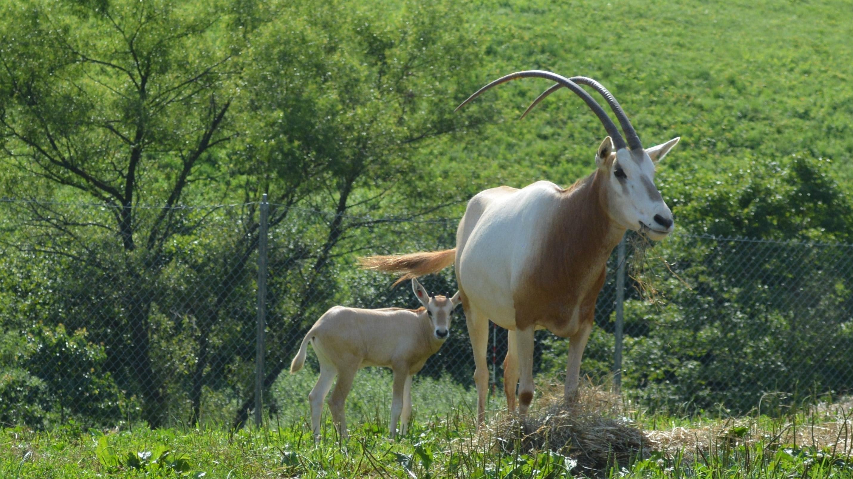 An adult oryx with a calf. (Photo: Smithsonian Institution)