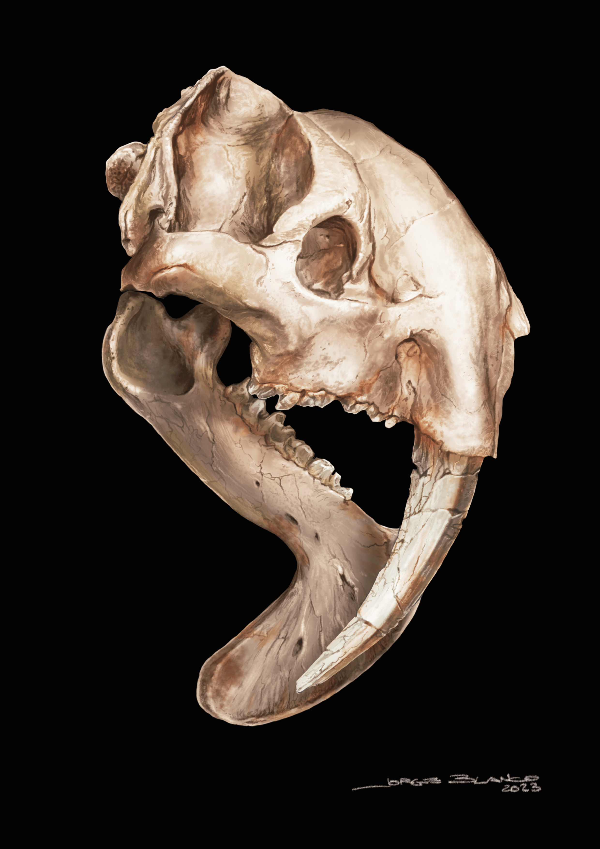 Saber-Toothed Marsupial Predator Compensated for Its Teeth With Cow Eyes