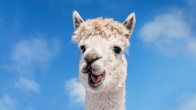 Stanford Researchers Take Down Alpaca AI Due to ‘Hallucinations’ and Rising Costs
