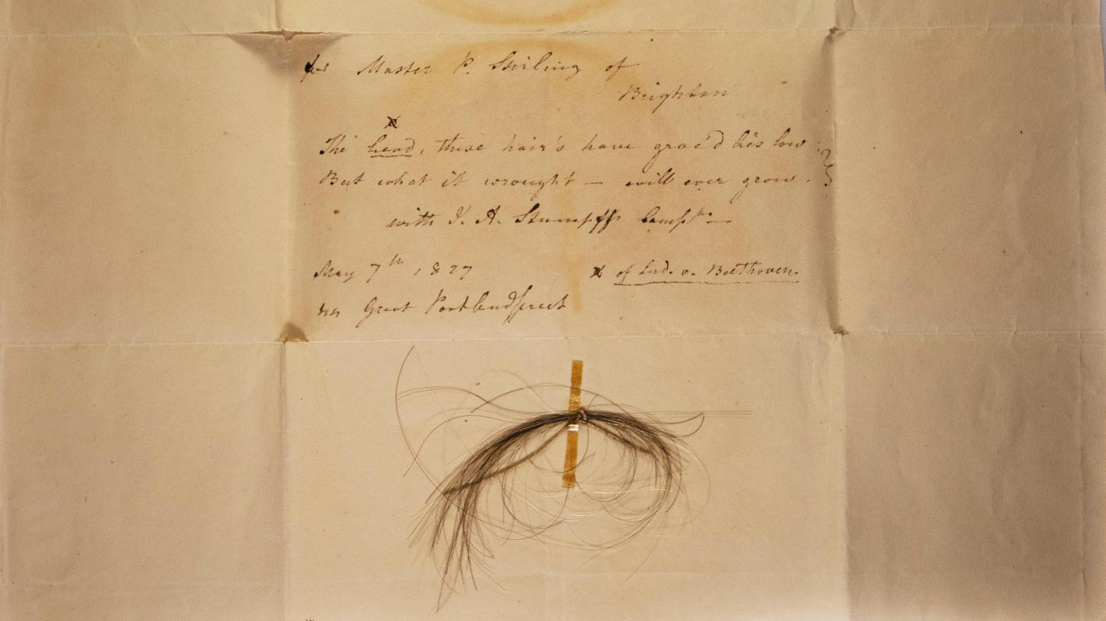The 'Stumpff lock,' one of five locks of hair attributed to Ludwig van Beethoven. (Photo: Kevin Brown)