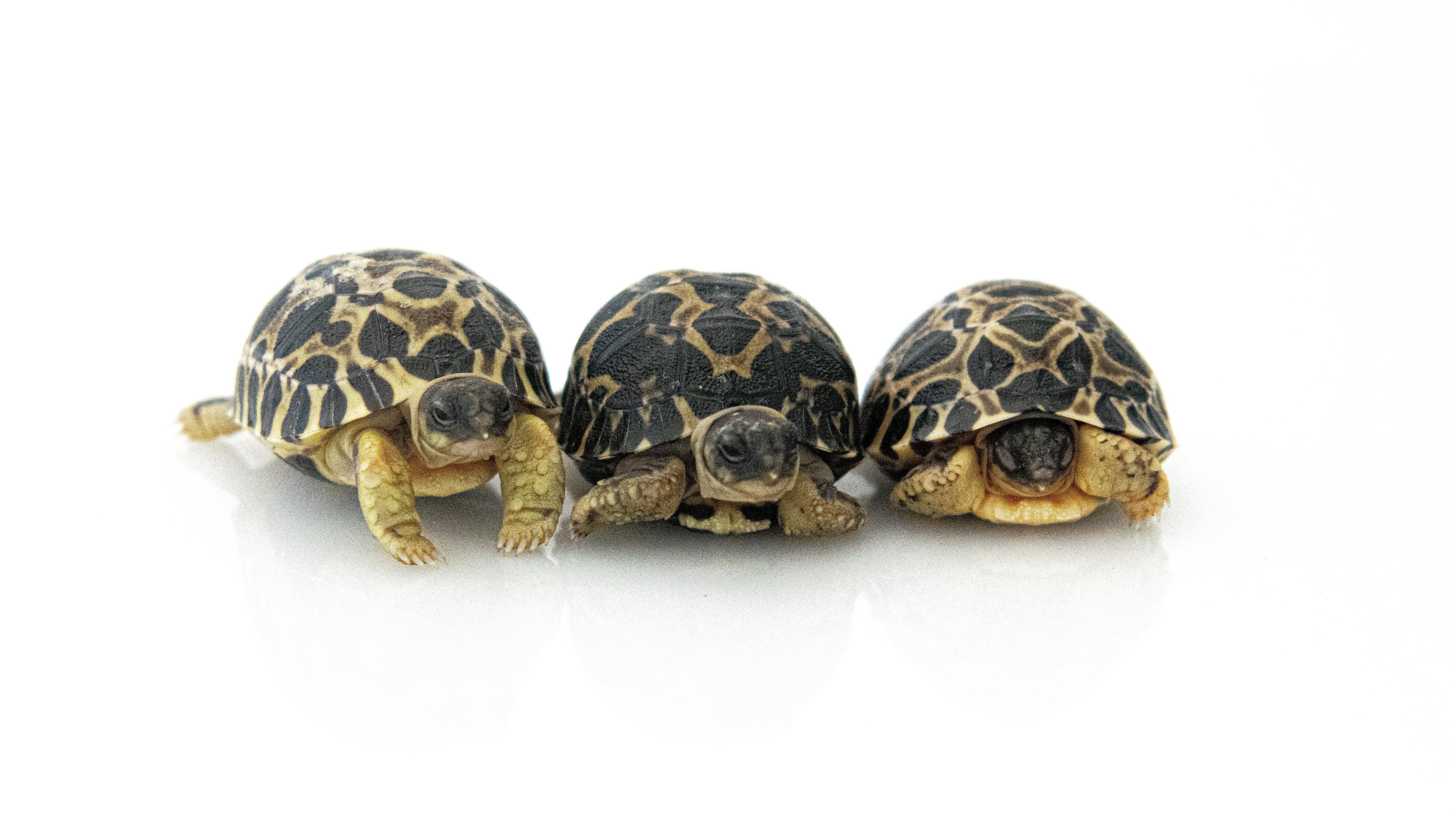 The three radiated tortoise hatchlings Dill, Gherkin, and Jalapeño. (Photo: Jackelin Reyna / Houston Zoo)