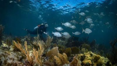 The Great Southern Reef Is in More Trouble Than the Great Barrier Reef
