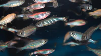 Fish May Feel Each Other’s Fear Through the Same Mechanism That Drives Human Empathy