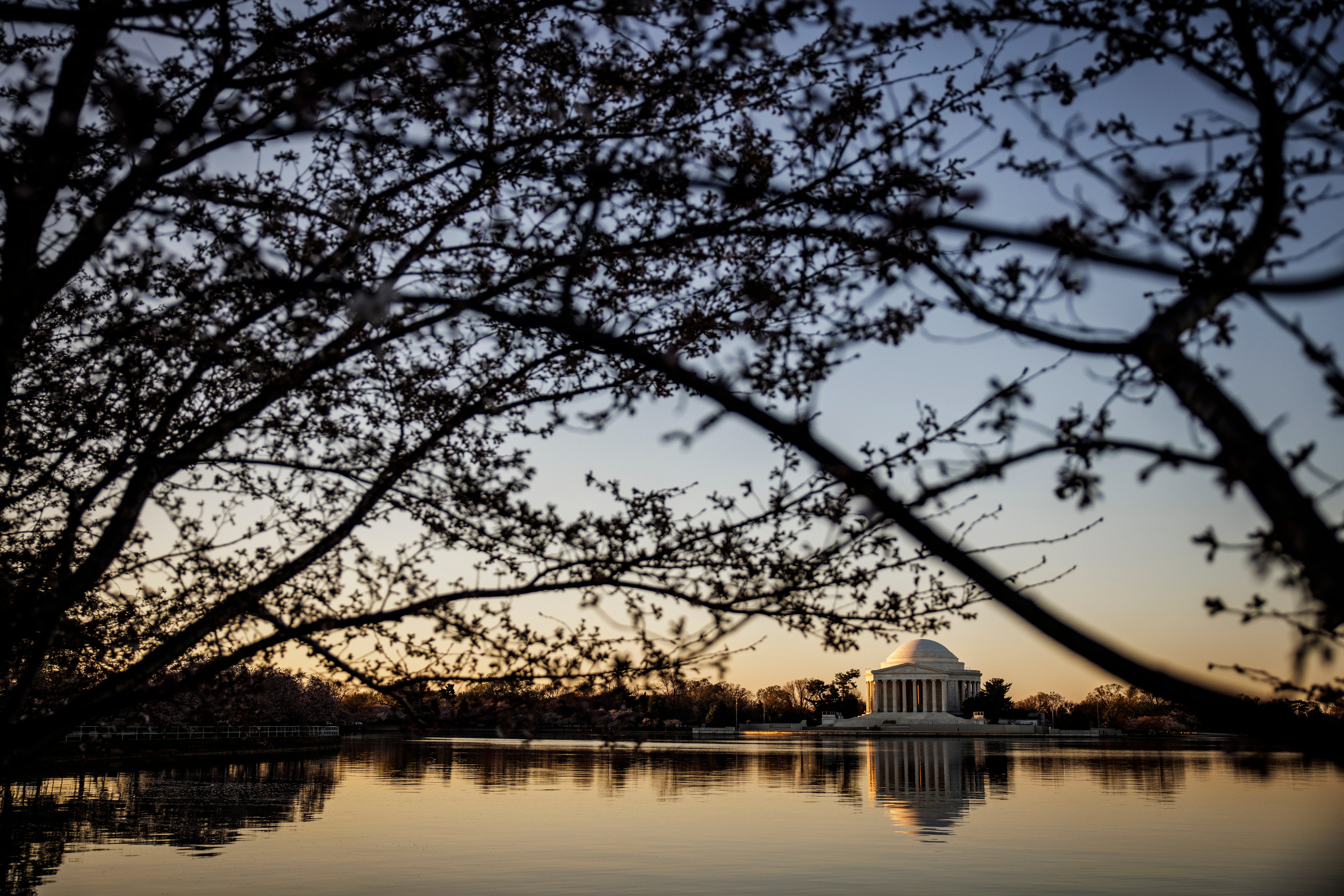 See D.C.’s Early Blooming Cherry Blossoms After a Super-Warm Winter