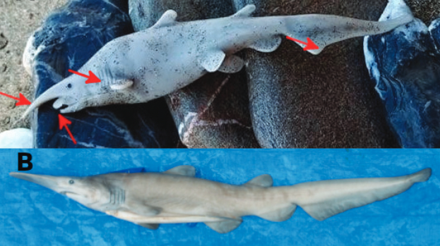 Goblin Shark or Plastic Toy? Scientists Retract Record of Supposed Rare Shark Sighting