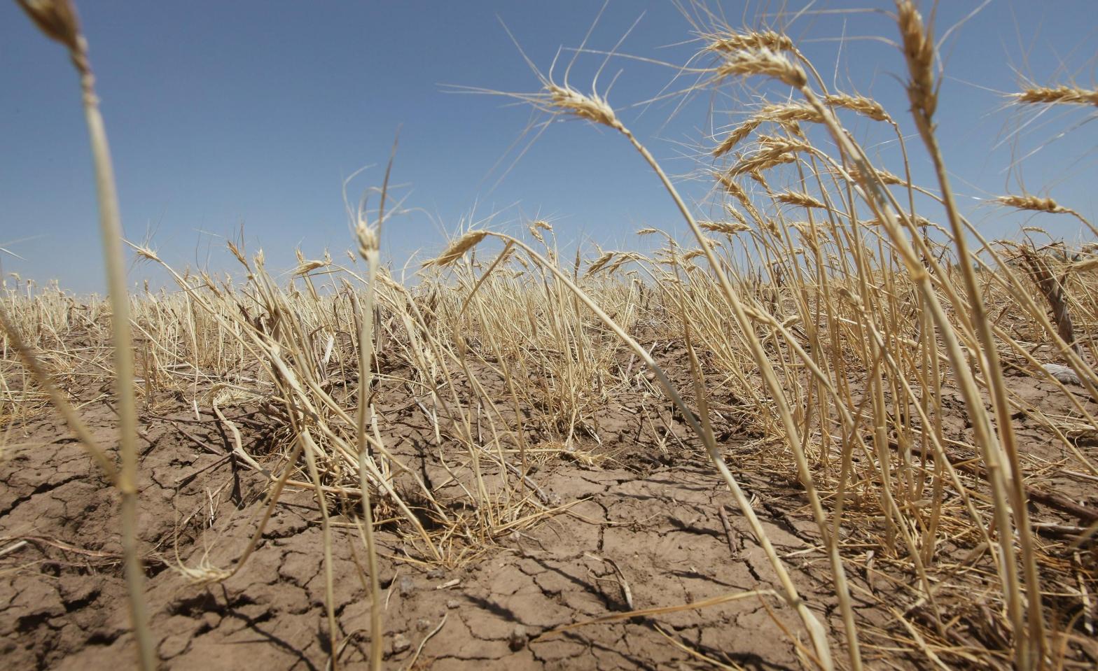 A wheat field in drought. (Photo: Scott Olson, Getty Images)