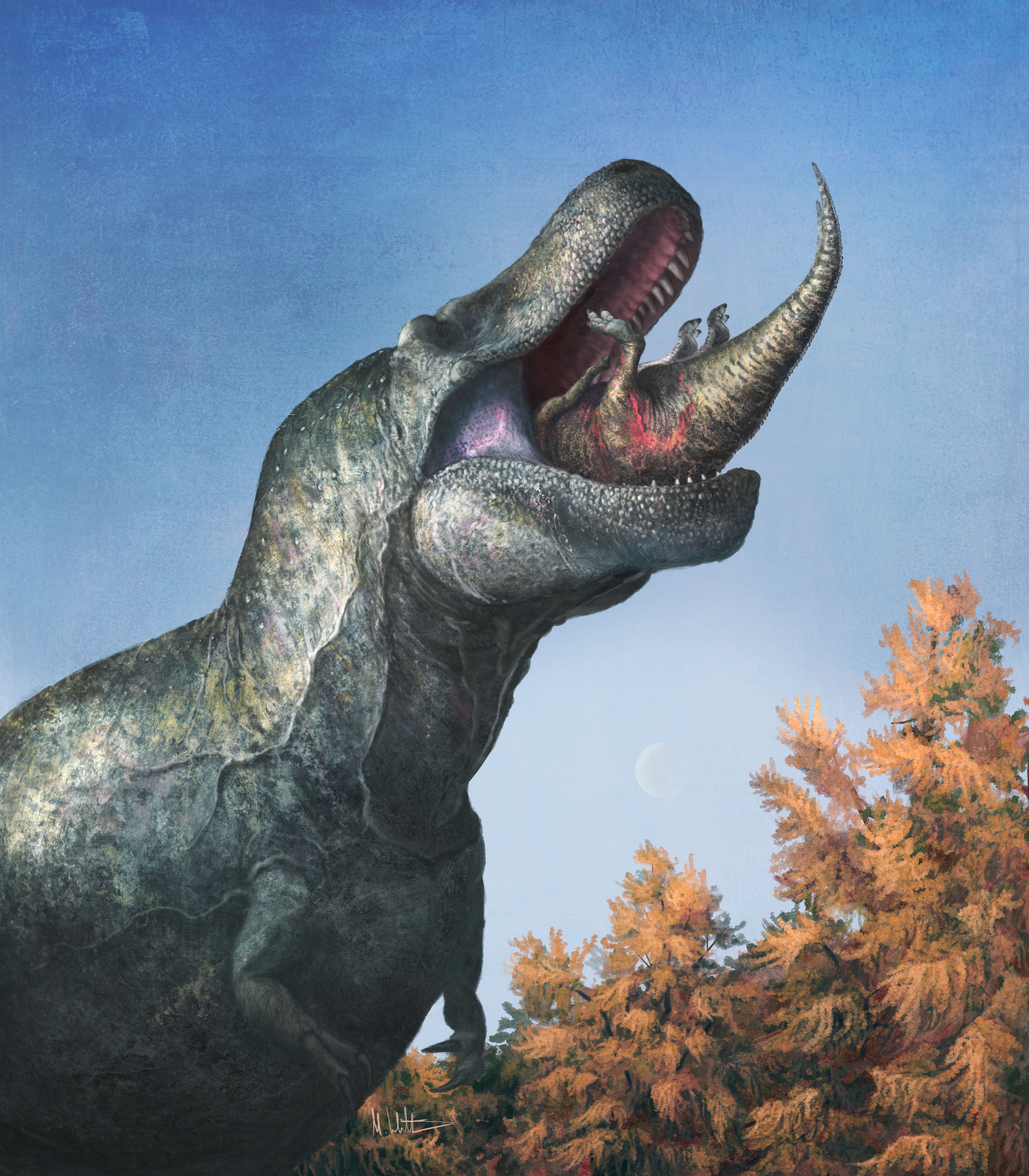 An illustration of a tyrannosaur swallowing a juvenile Edmontosaurus. (Illustration: Mark P. Witton)