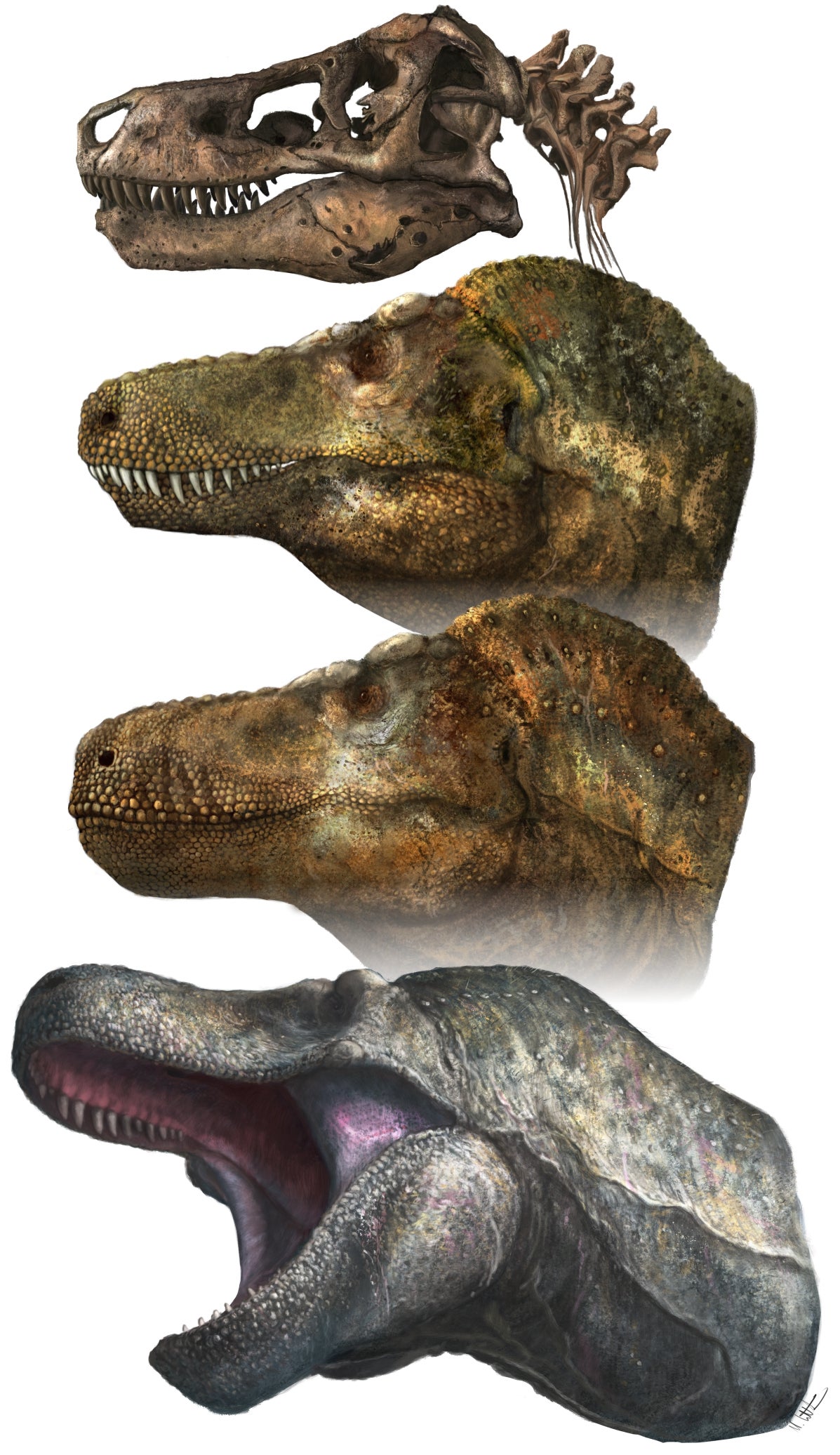 A T. rex skull and reconstructions of the animal's head, with labial scales. (Illustration: Mark P. Witton)