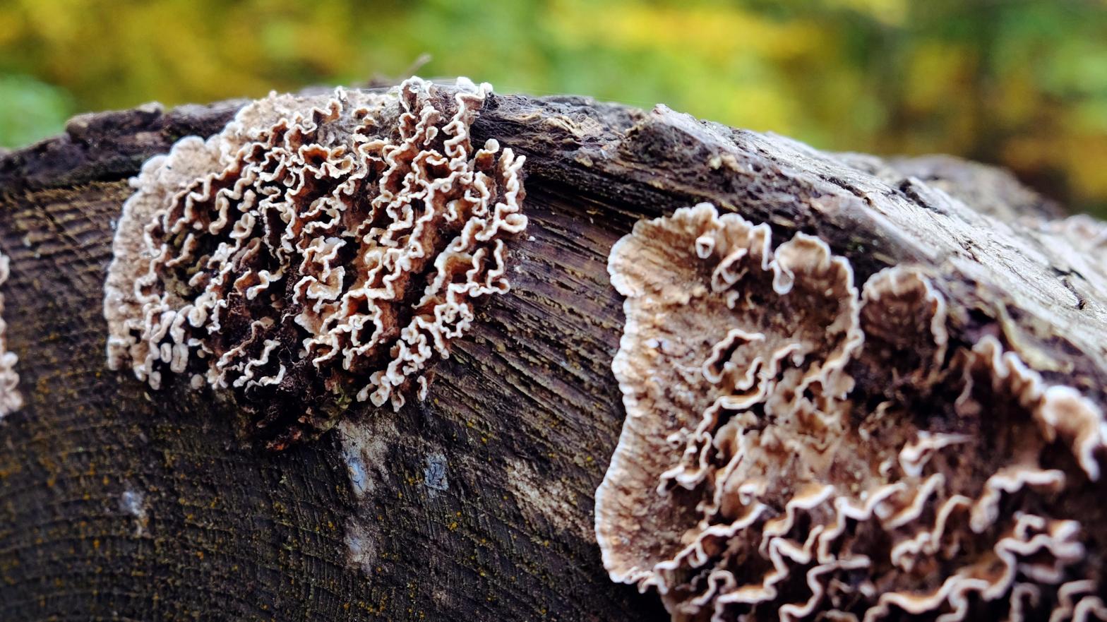 Silver leaf fungus on a dead tree stump in the UK. (Image: Alex Manders, Shutterstock)
