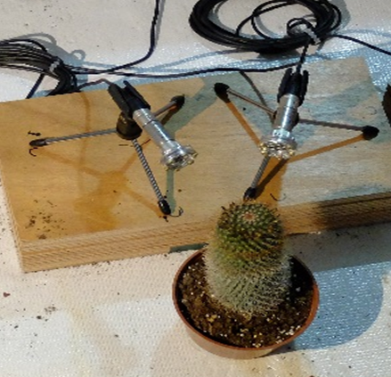 A cactus plant being recorded for the recent study. (Photo: Itzhak Khait)