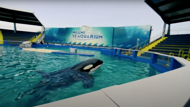 Lolita the Orca Will Return to the Sea After 50 Years in a Tank