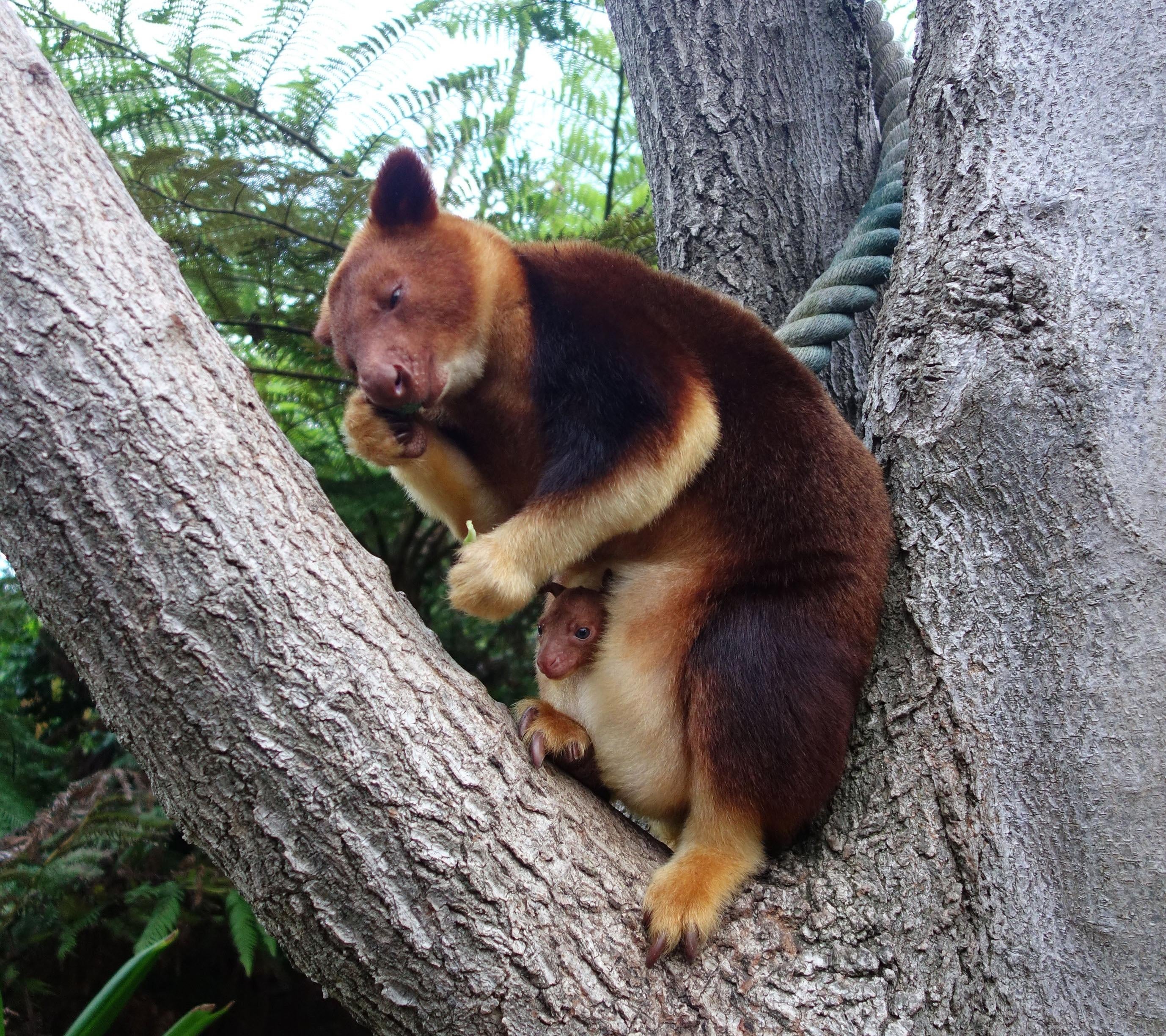 A tree kangaroo and her joey. (Photo: Taronga Zoo, Getty Images)