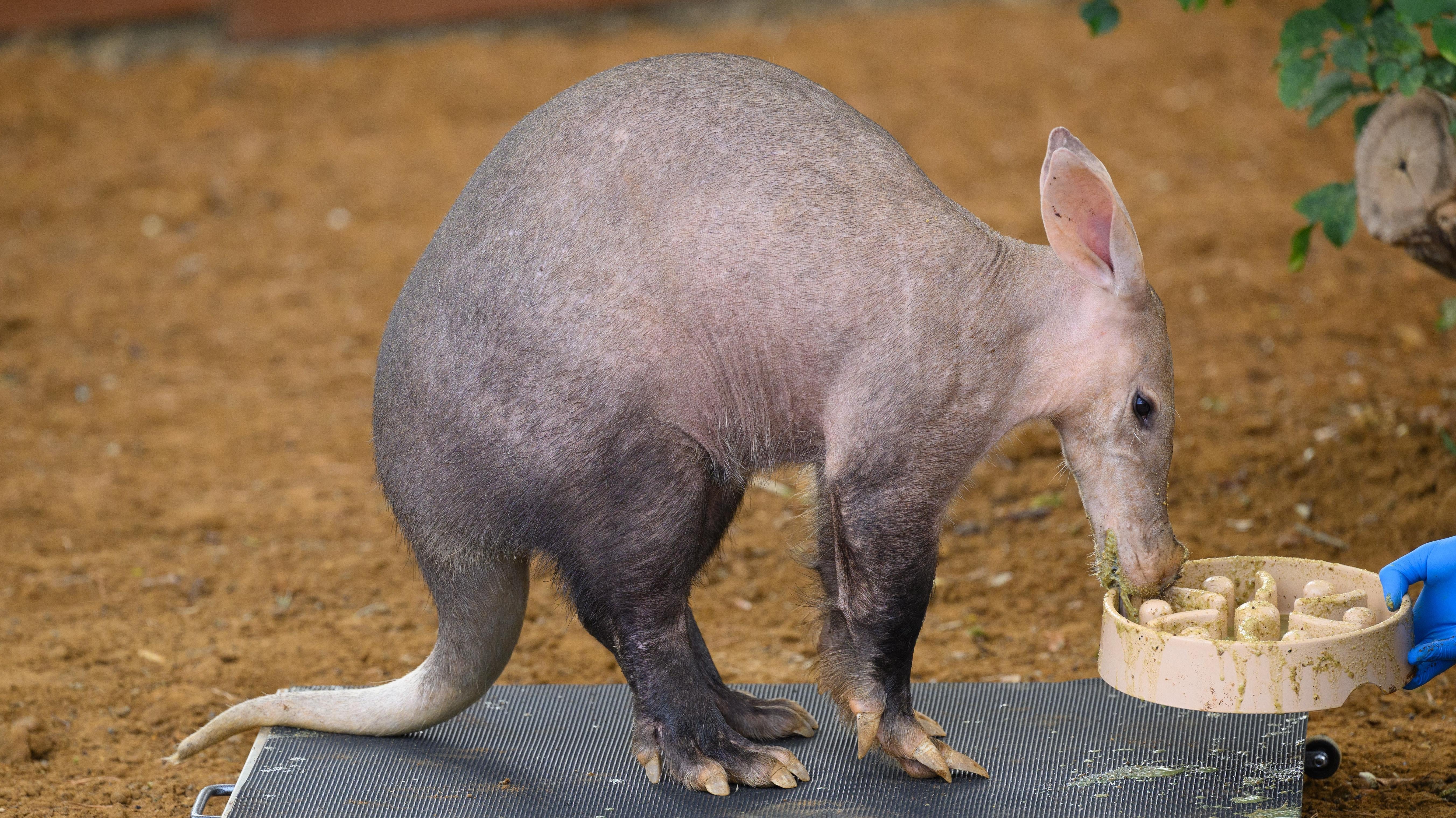 An aardvark getting weighed. (Photo: Leon Neal, Getty Images)