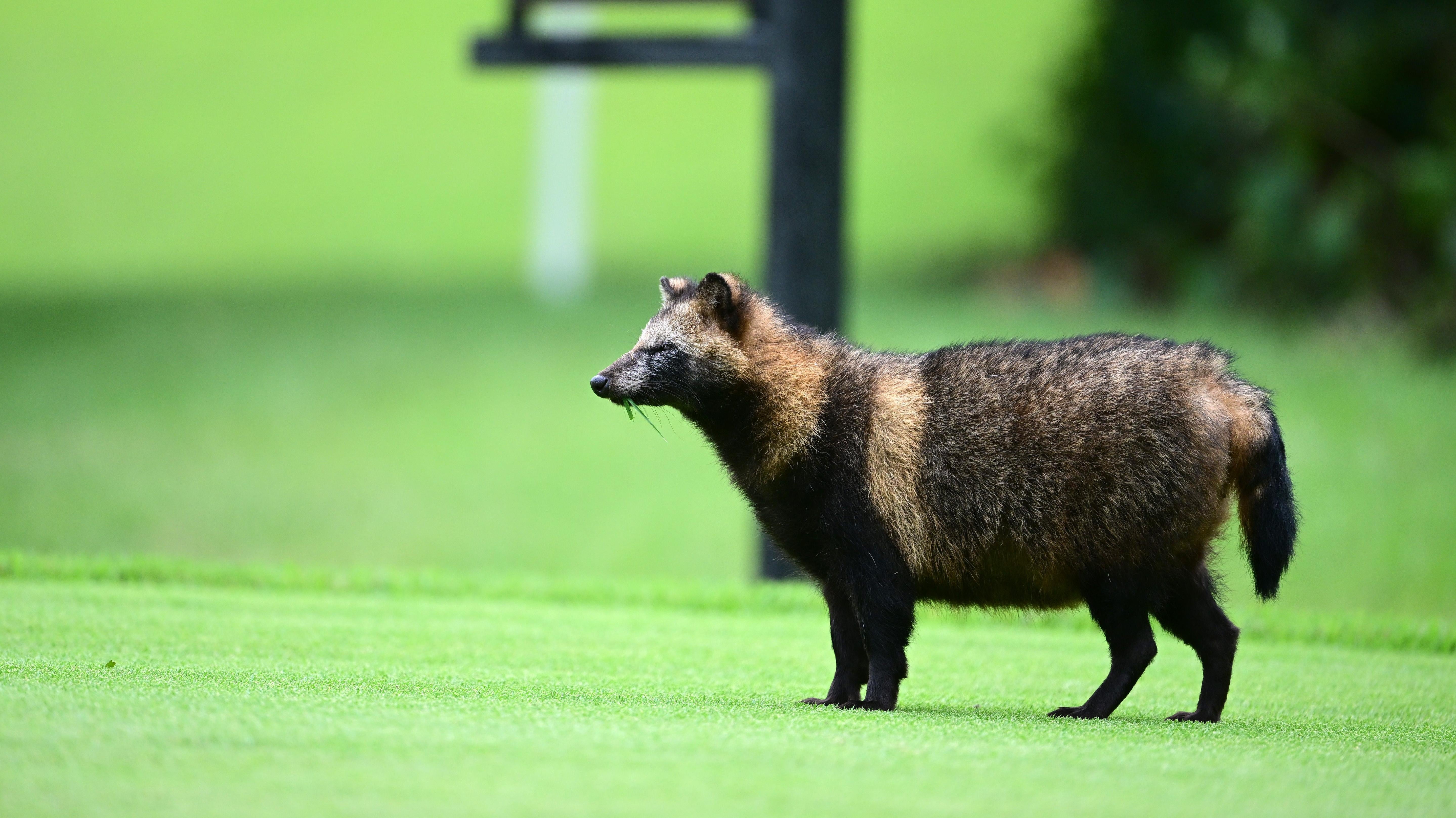 A raccoon dog. (Photo: Atsushi Tomura, Getty Images)