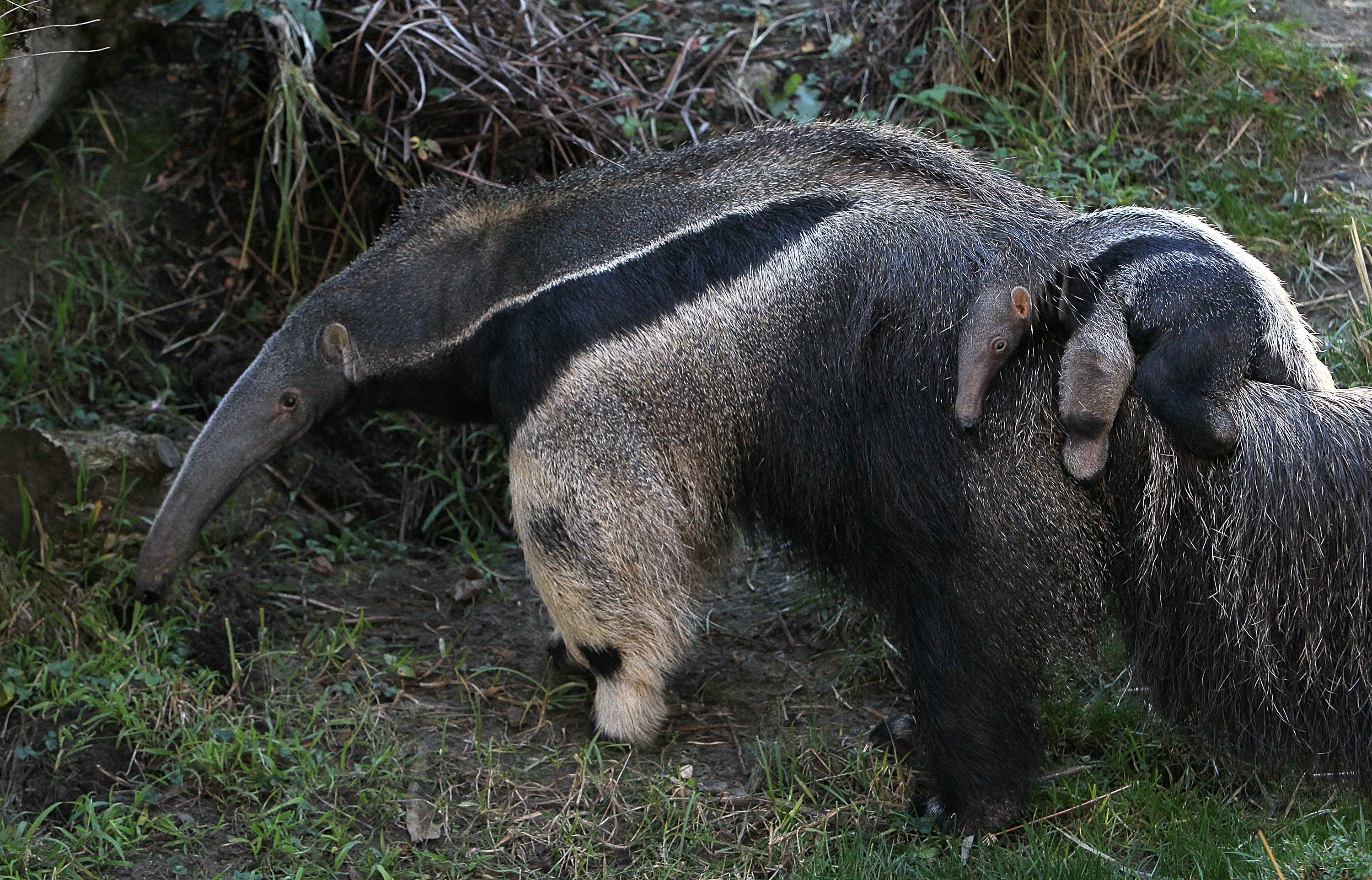 An adult anteater and its infant. (Photo: Justin Sullivan, Getty Images)