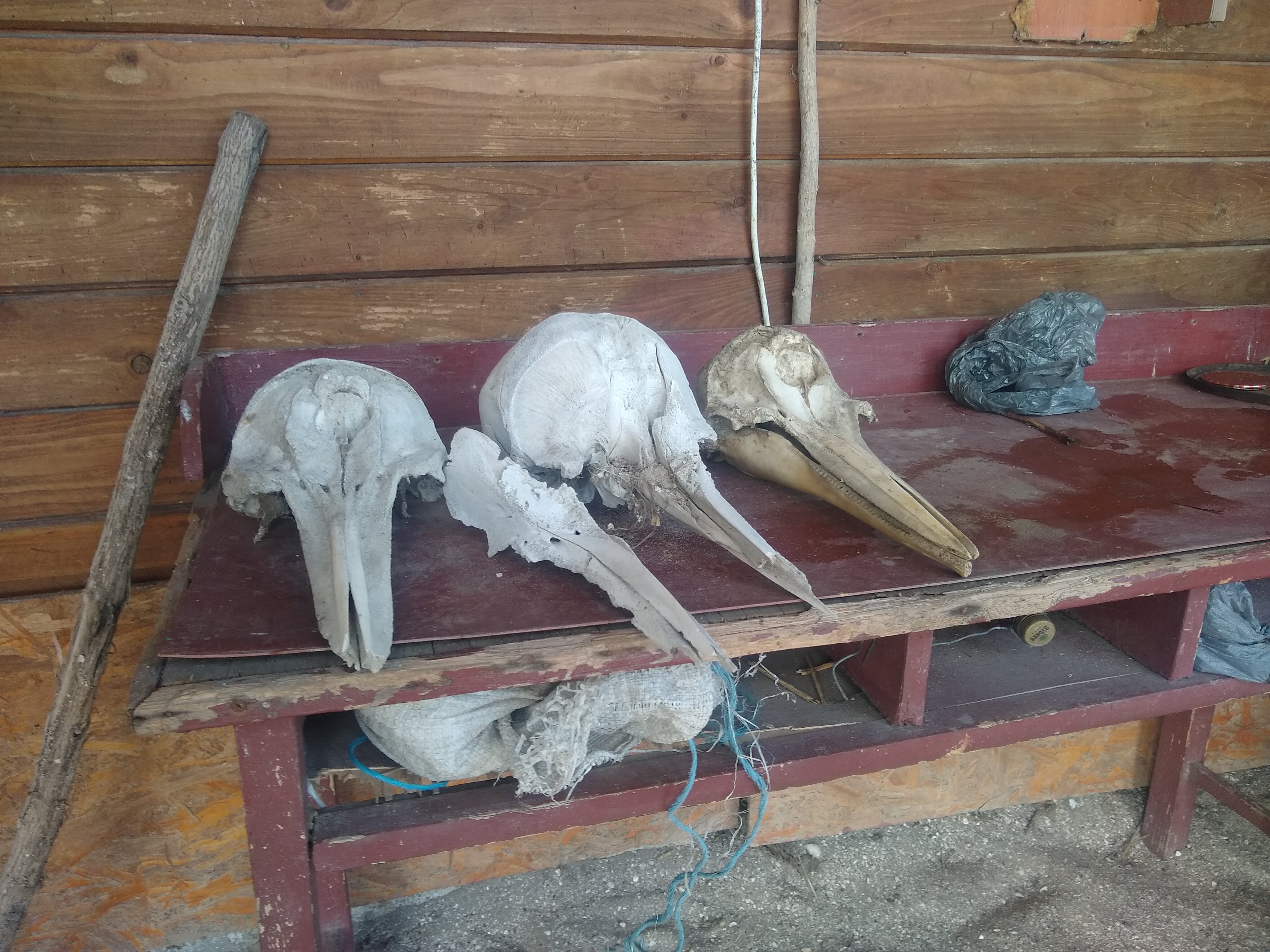 Dolphin skulls taken from remains that washed ashore along this stretch of coastline near Prymorske, Ukraine. (Photo: Aliide Naylor)