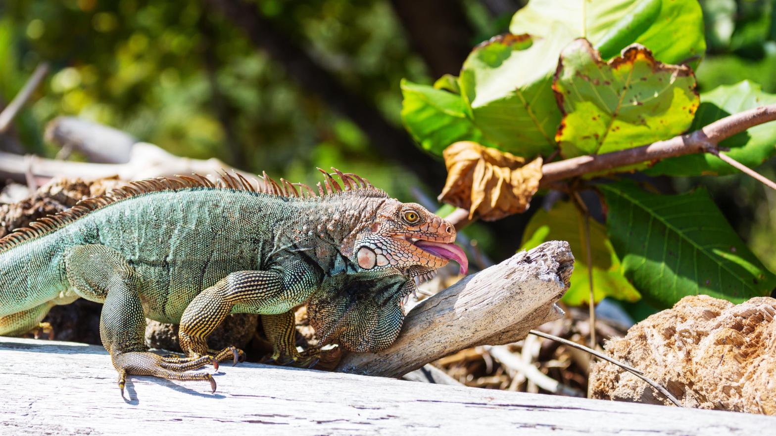 A wild green iguana in Costa Rica. (Image: Galyna Andrushko, Shutterstock)