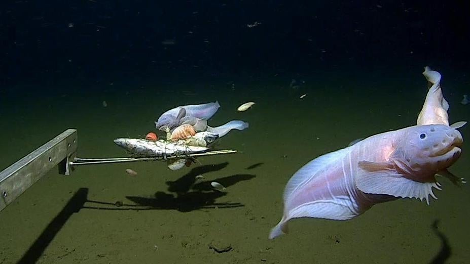 Images of the snailfish alive from 7500-8200m in the Izu-Ogasawara Trench. (Photo: University of Western Australia, Fair Use)
