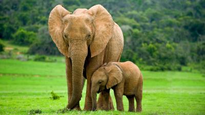 Elephants Might Be Self-Domesticated, Scientists Argue