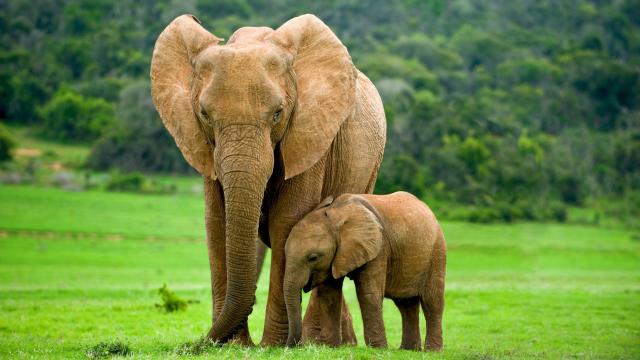 Elephants Might Be Self-Domesticated, Scientists Argue