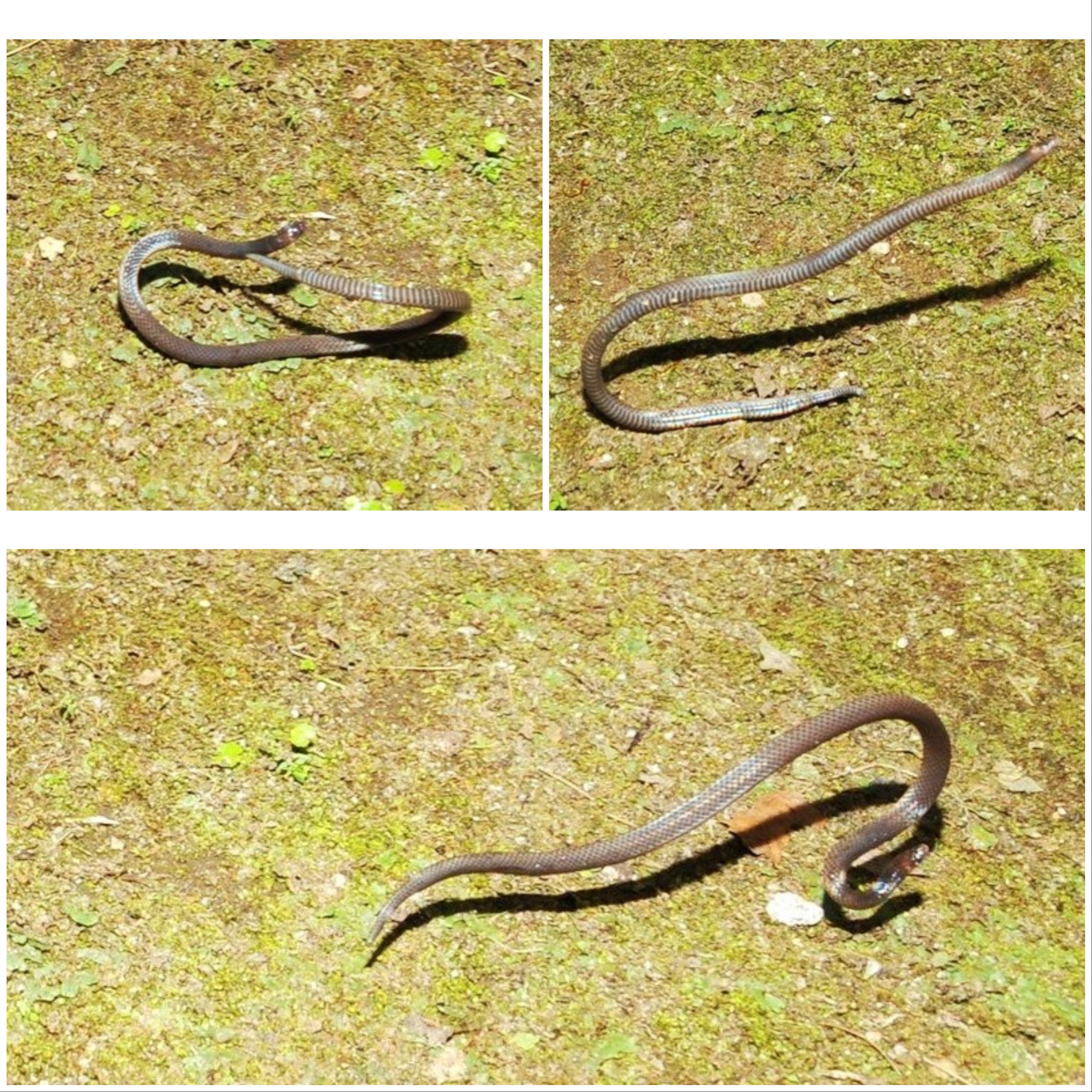 The dwarf reef snake captured on camera rolling away, in clockwise order from top left. (Image: Evan Quah)