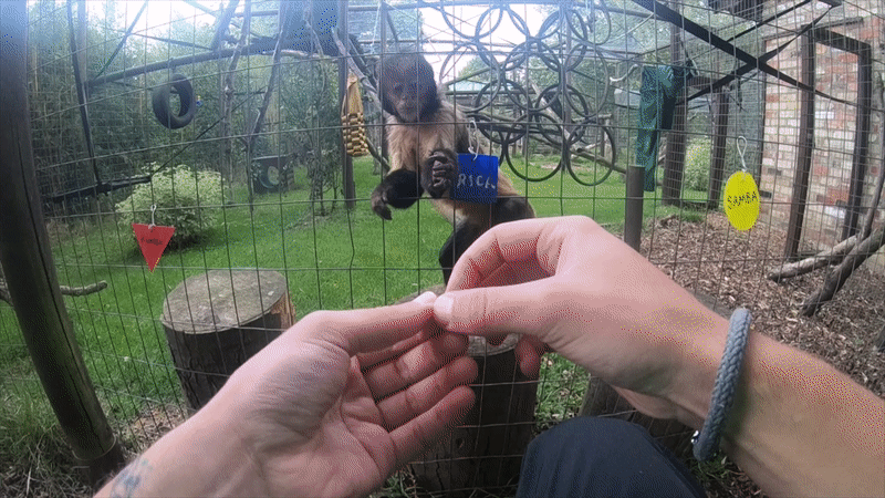 Only Monkeys With Opposable Thumbs Fell for This Classic Magic Trick