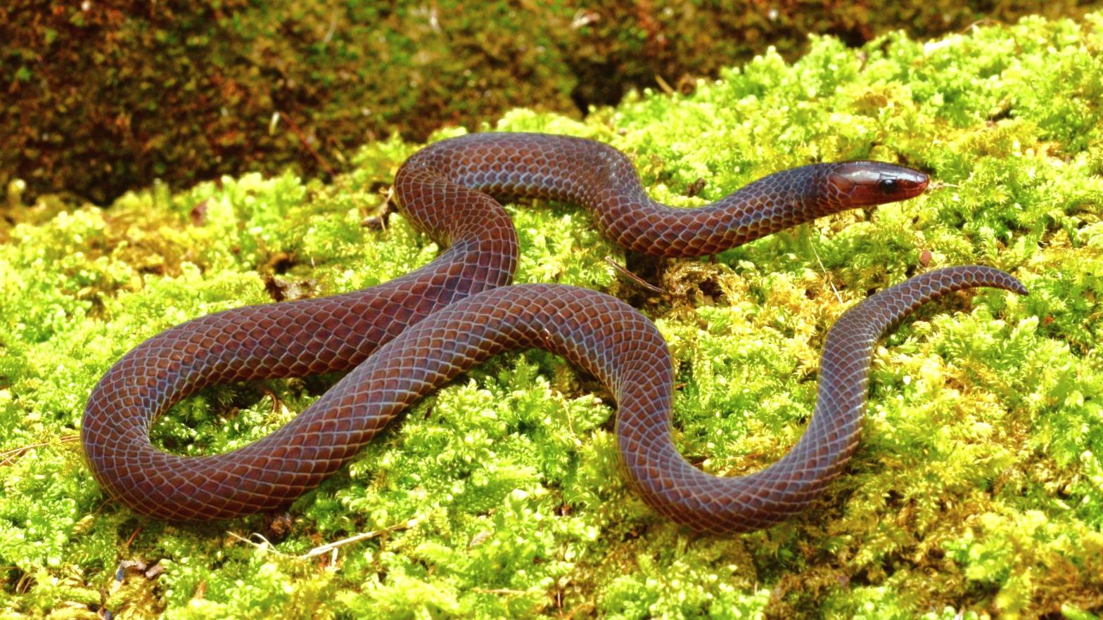 A dwarf reed snake photographed by the scientists.  (Image: Evan Quah)