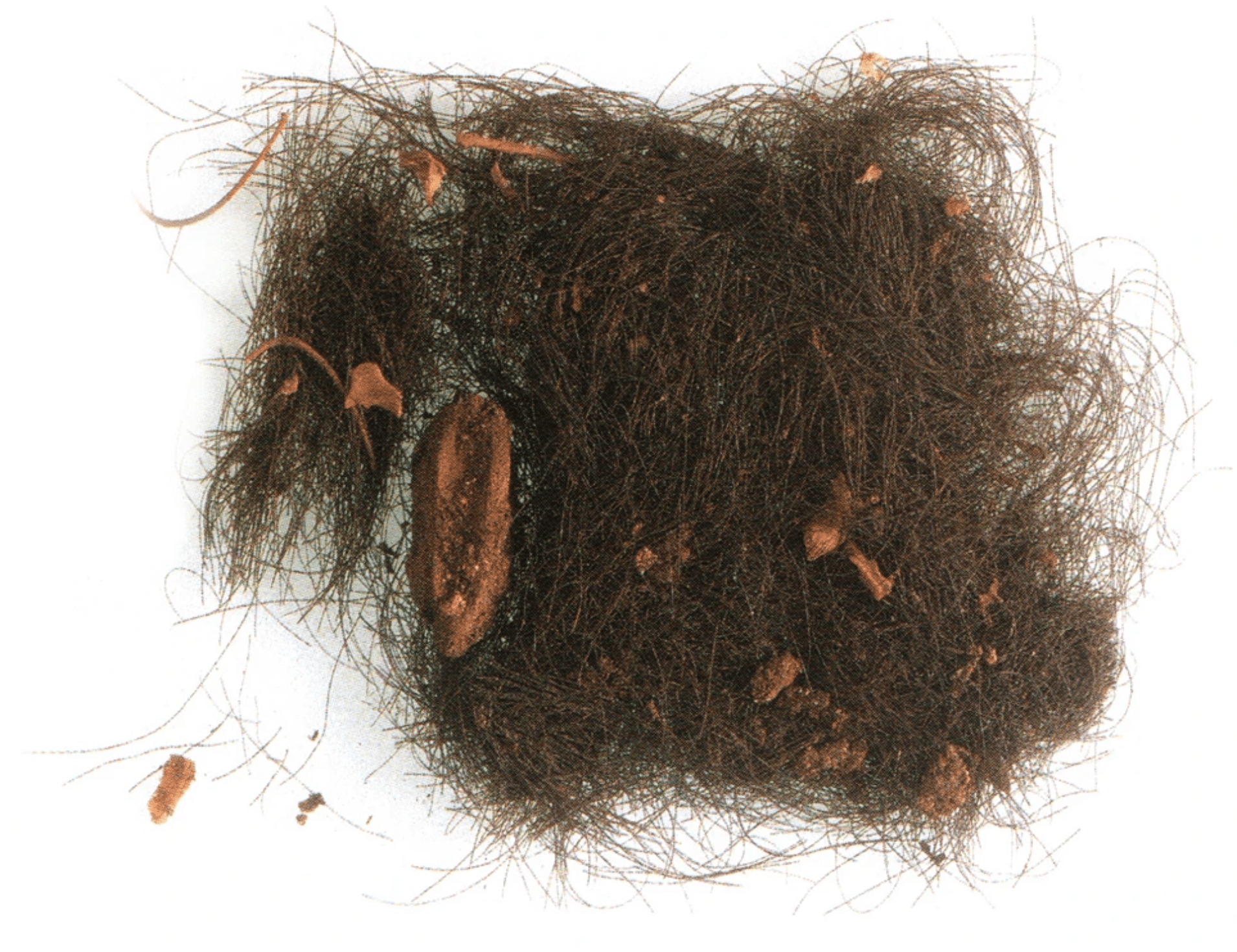 The ancient hair, flecked with bones. (Photo: P. Witte)