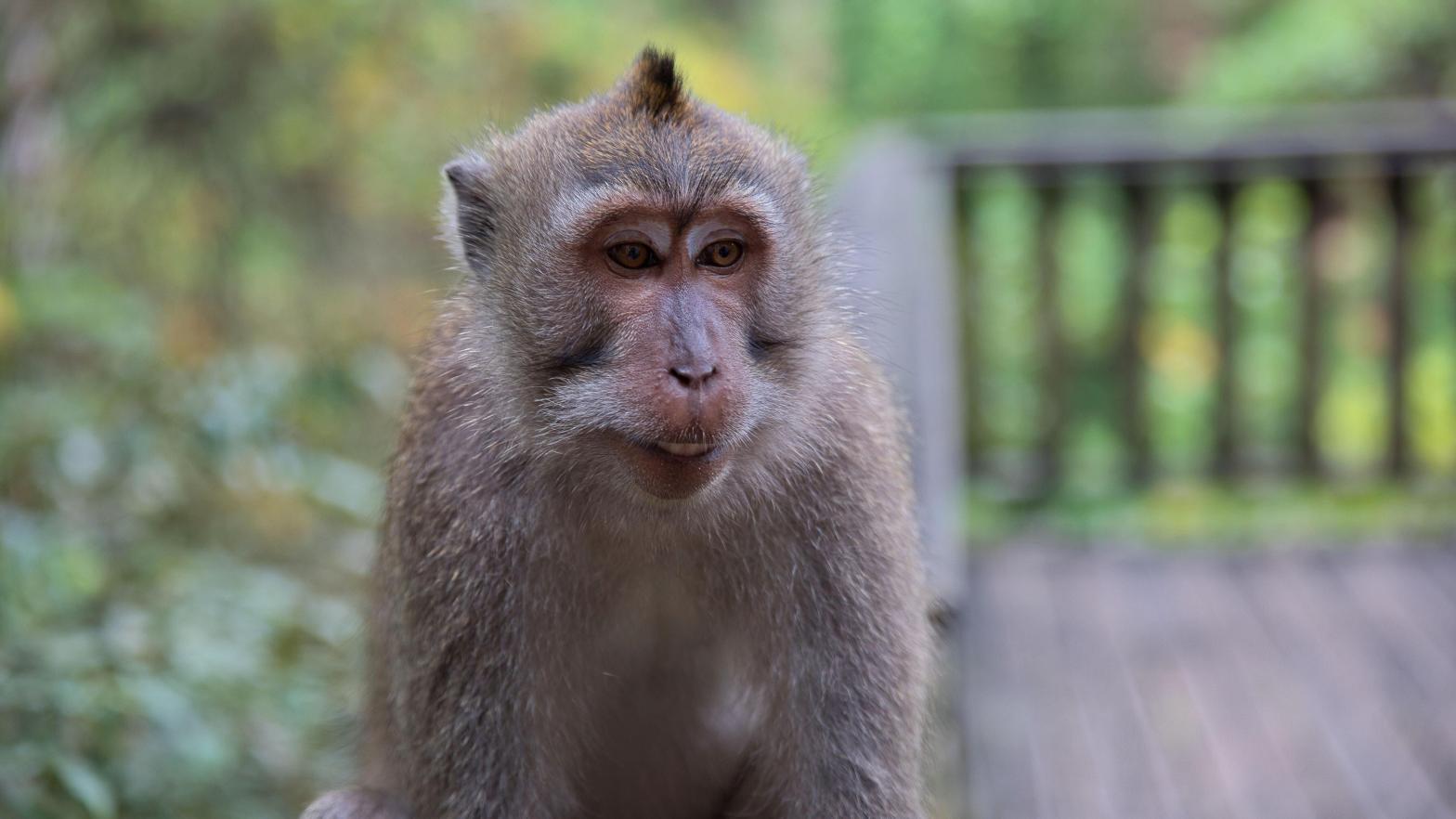 A young cynomolgus monkey. (Image: mobrafotografie, Shutterstock)