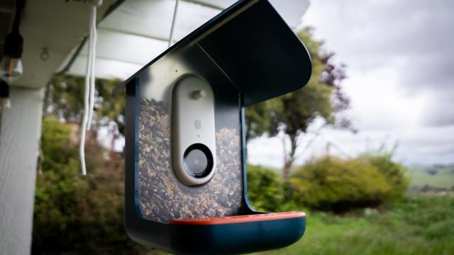 My New Smart Bird Feeder Showed Me That Birds Are Absolutely Brutal