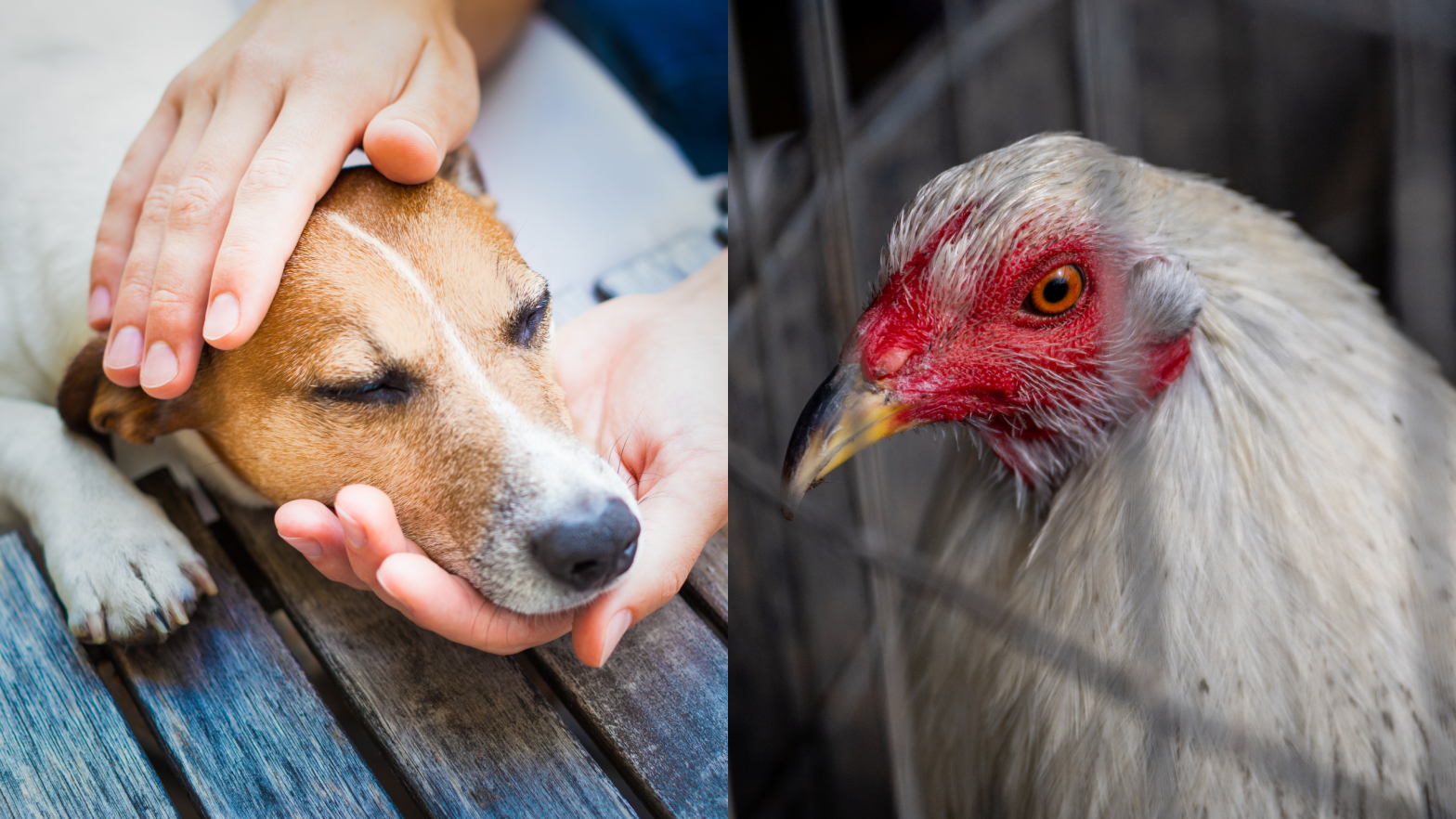 Bird flu is infecting mammals, including pet dogs, in this most recent spate of viral spread.  (Photo: Getty Images (Brandon Bell/Staff) / Shutterstock (Javier Brosch) / Gizmodo)